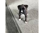 Boxer Puppy for sale in Pendleton, OR, USA
