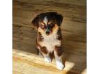 Miniature Australian Shepherd Puppy for sale in Kalispell, MT, USA