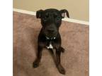 Rottweiler Puppy for sale in Pinehurst, TX, USA