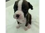 Boxer Puppy for sale in Bradenton, FL, USA