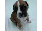 Boxer Puppy for sale in Bradenton, FL, USA