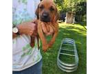 Redbone Coonhound Puppy for sale in Baton Rouge, LA, USA