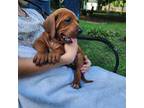 Redbone Coonhound Puppy for sale in Baton Rouge, LA, USA