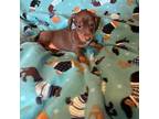 Dachshund Puppy for sale in Adrian, MI, USA