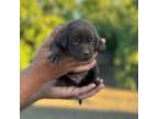 Labrador Retriever Puppy for sale in Dixon, CA, USA