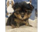Yorkshire Terrier Puppy for sale in Upper Marlboro, MD, USA