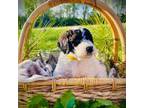 Labradoodle Puppy for sale in Dutton, AL, USA