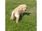 Labrador Retriever Puppy for sale in Brainerd, MN, USA