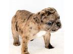 French Bulldog Puppy for sale in Saint Cloud, FL, USA