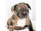 French Bulldog Puppy for sale in Saint Cloud, FL, USA