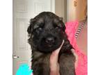 German Shepherd Dog Puppy for sale in Lowville, NY, USA