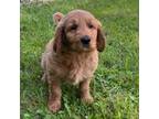 Goldendoodle Puppy for sale in Saint Johns, FL, USA