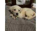 Labrador Retriever Puppy for sale in Burkesville, KY, USA