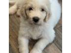 Mutt Puppy for sale in Kempner, TX, USA