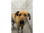 Adopt Marcy a Black Mouth Cur, Mixed Breed