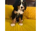 Bernese Mountain Dog Puppy for sale in Haskell, OK, USA