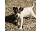 Parson Russell Terrier Puppy for sale in Napa, CA, USA