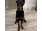 Doberman Pinscher Puppy for sale in Sewell, NJ, USA