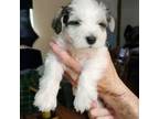 Schnauzer (Miniature) Puppy for sale in Gardner, LA, USA