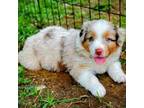 Miniature Australian Shepherd Puppy for sale in Whitesboro, TX, USA