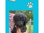 Goldendoodle Puppy for sale in Crothersville, IN, USA