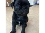 Pug Puppy for sale in Downers Grove, IL, USA