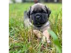 Great Dane Puppy for sale in Jonesville, SC, USA