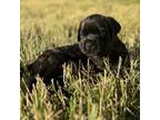 Great Dane Puppy for sale in Jonesville, SC, USA