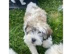 Lhasa Apso Puppy for sale in Denver, CO, USA