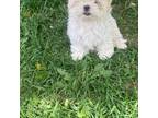 Lhasa Apso Puppy for sale in Denver, CO, USA