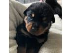 Rottweiler Puppy for sale in Stratford, WI, USA