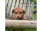 Mutt Puppy for sale in Glen Rock, PA, USA