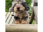 Mutt Puppy for sale in Glen Rock, PA, USA