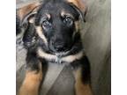 German Shepherd Dog Puppy for sale in Brandon, WI, USA