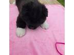 Akita Puppy for sale in Lanesboro, MN, USA