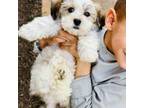 Zuchon Puppy for sale in Ashburn, VA, USA