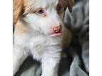 Miniature Australian Shepherd Puppy for sale in Chaska, MN, USA