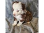 Miniature Australian Shepherd Puppy for sale in Chaska, MN, USA