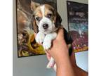 Beagle Puppy for sale in Waco, TX, USA