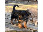 Yorkshire Terrier Puppy for sale in Wyoming, MI, USA