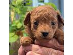 Poodle (Toy) Puppy for sale in Monroe, UT, USA