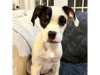 Adopt Billie's Brood Pup: Florence a Mixed Breed