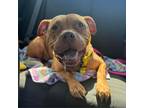 Adopt Lola Bunny a Pit Bull Terrier