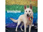Adopt Kensington a Mixed Breed
