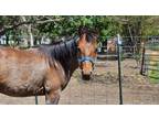 Adopt Saylor a Quarterhorse