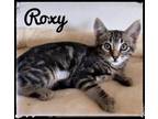 Adopt Roxy a Domestic Short Hair