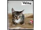 Adopt Velma a Domestic Short Hair