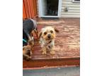 Adopt Olivia a Yorkshire Terrier