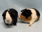 Adopt Izzy a Guinea Pig