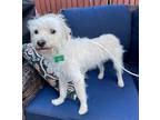 Adopt Waffle a Poodle, Terrier
